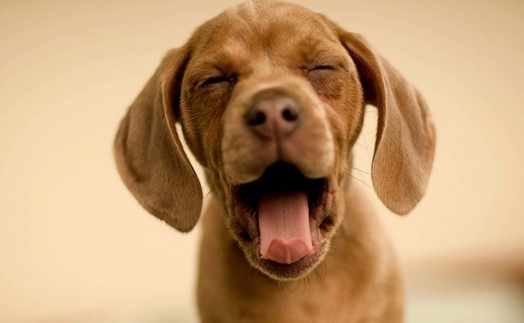 哪五種情况不適宜寵物狗剪毛