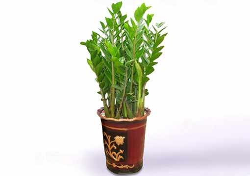 金錢樹對家居環境的影響-金錢樹的風水學應用