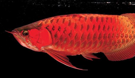 澳大利亞一點兒龍魚的簡介-澳大利亞一點兒龍魚的產地