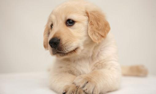 正確訓練狗狗便便的方法