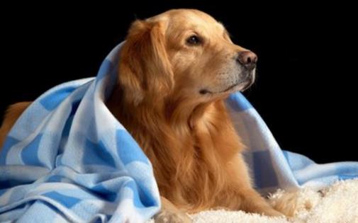 不同的狗狗品種，匹配不同的鏟屎官，性格相同才最合適