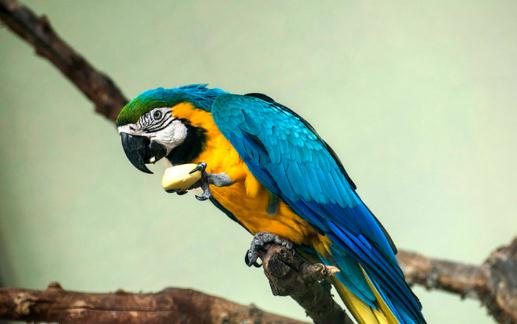 藍黃金剛鸚鵡的簡介藍黃金剛鸚鵡的生活環境