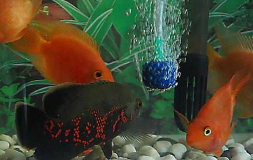 不同的觀賞魚有不同的意義觀賞魚飼養方法