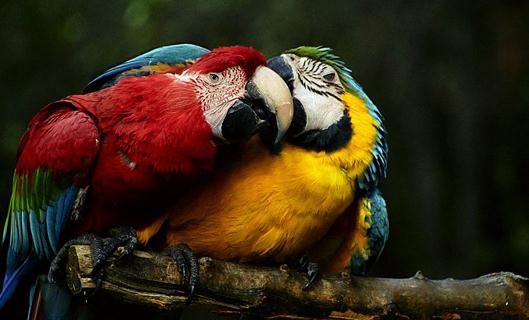 栗額金剛鸚鵡的簡介栗額金剛鸚鵡的產地