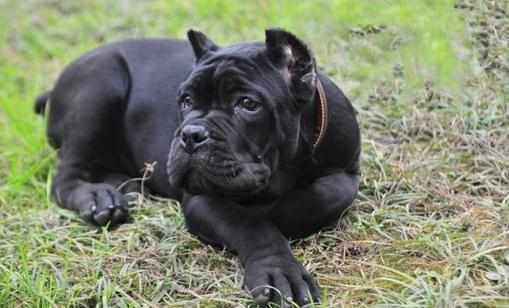 卡斯羅犬多少錢一條？卡斯羅犬怎樣訓練？