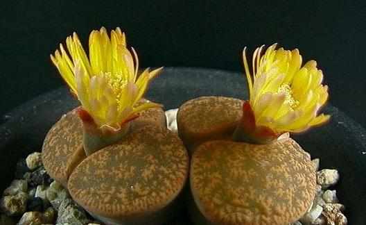 生石花的養殖方法-生石花是什麼?