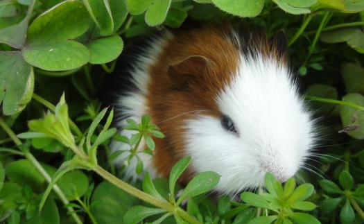 豚鼠怎麼養？豚鼠和倉鼠的區別
