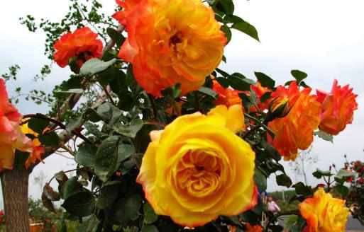 油煙機的廢油也是養花好肥料好用的養花竅門盤點