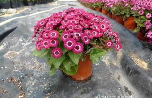 廚房用剩的菜不要扔，這麼一弄做成肥料，好用極了！