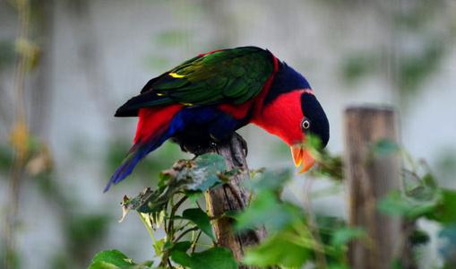 黑頂吸蜜鸚鵡的簡介黑頂吸蜜鸚鵡的產地