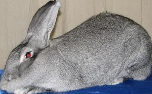 巨型金吉拉兔有什麼特徵？