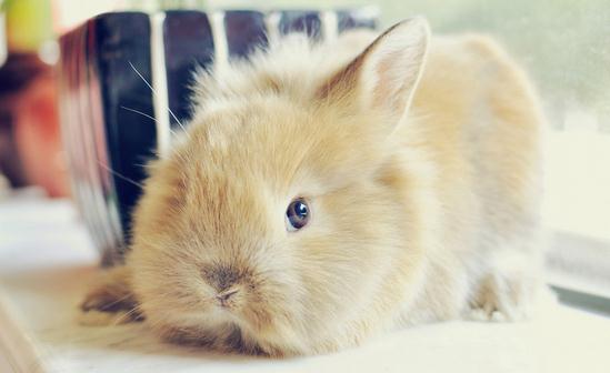 獅子兔兔籠要什麼樣的才好？