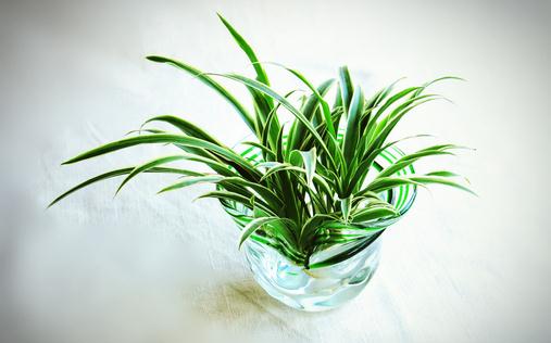 水培植物的水裏長綠藻了怎麼辦