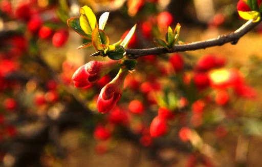 哪種花最好養？6種花，耐乾旱、好養活，開花還美豔