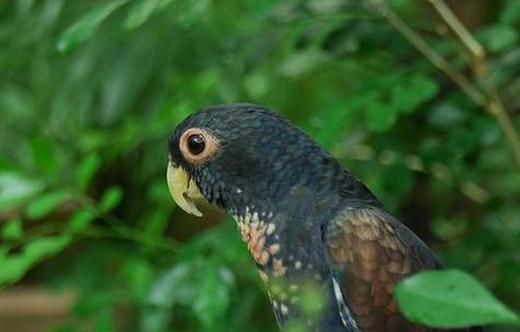 青銅翅鸚鵡的價格青銅翅鸚鵡的飼養方法
