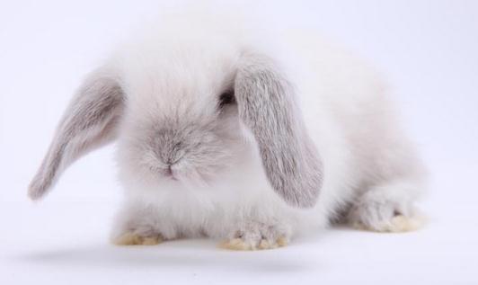 公主兔形態特徵是怎樣的？
