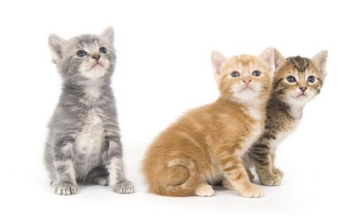 如何幫猫咪接生需要注意哪些問題