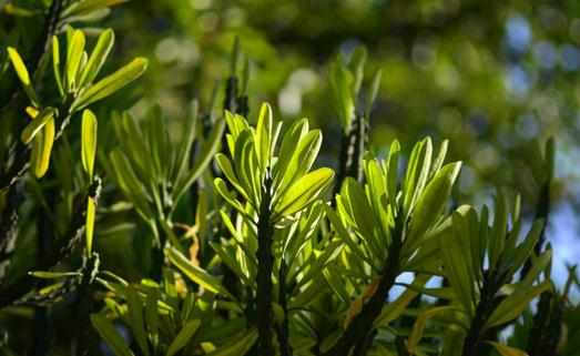 龍骨的作用-龍骨是什麼?