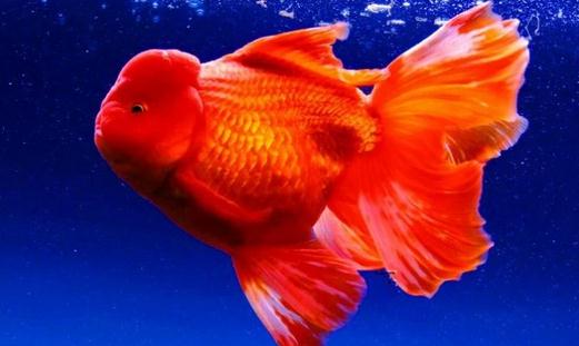 家中養魚需要常備什麼藥?