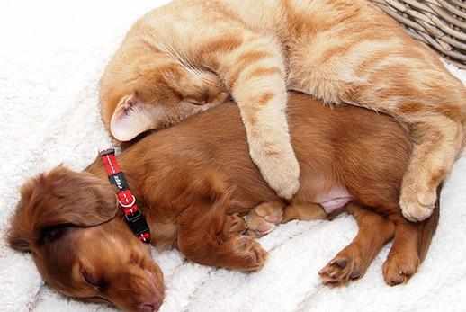 猫狗一起養的幾大好處，鏟屎官都懂，可就是花費太大了！