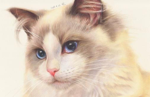 猫咪養護五注意10種適合當家猫的猫咪大全