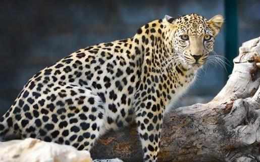 豹子的家族成員：原來豹子還分這麼多類型