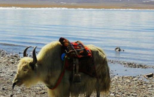 高山反應把美好行程變成噩夢應對高山反應的方法