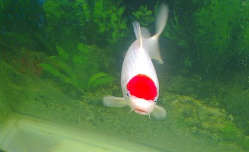 丹頂錦鯉怎麼養？丹頂錦鯉的簡介