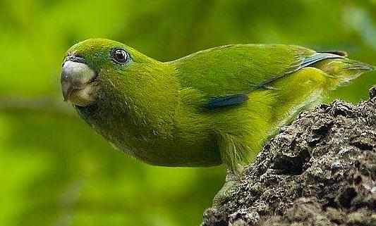 快速鸚鵡的簡介快速鸚鵡的產地