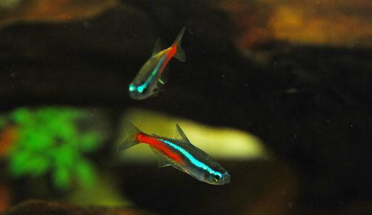 霓虹燈的簡介-霓虹燈魚如何繁殖？