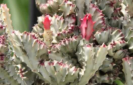 春峰怎麼養殖?春峰是什麼?