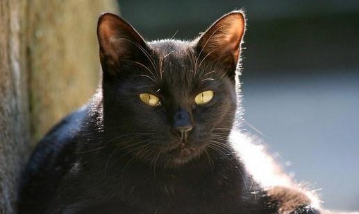 孟買猫是什麼？孟買猫多少錢一隻？