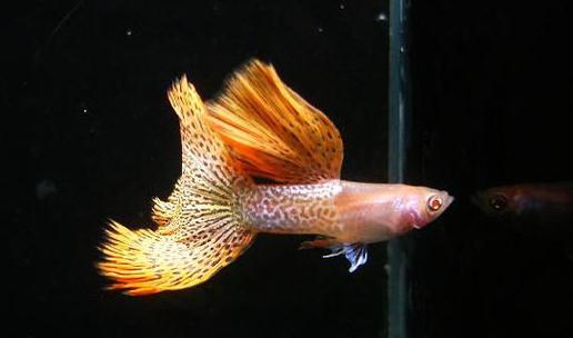 草尾孔雀魚對顏色的要求-草尾孔雀魚是怎樣的？