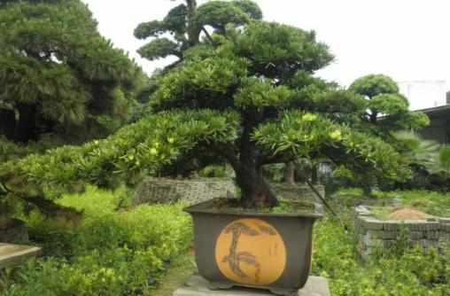 羅漢松是什麼?羅漢松怎麼養護?