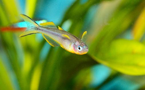 霓虹燈魚怎麼養？霓虹燈的飼養方法