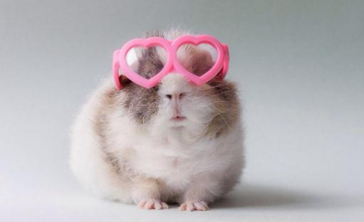 豚鼠是什麼？豚鼠的外形特徵