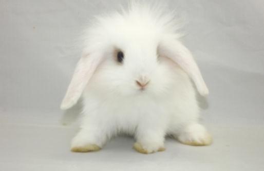 西施兔的產地是哪裡？西施兔的兔籠怎麼設計？