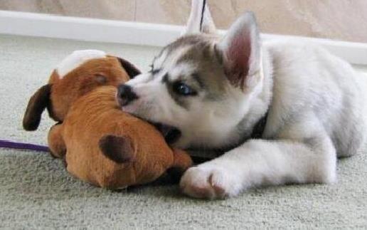 如何訓狗？訓練狗狗需要正確的方法和耐心