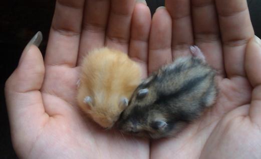 黑線倉鼠怎麼養？黑線倉鼠的生長規律
