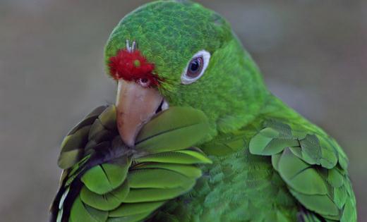 紅額金剛鸚鵡的飼養方法紅額金剛鸚鵡的價格