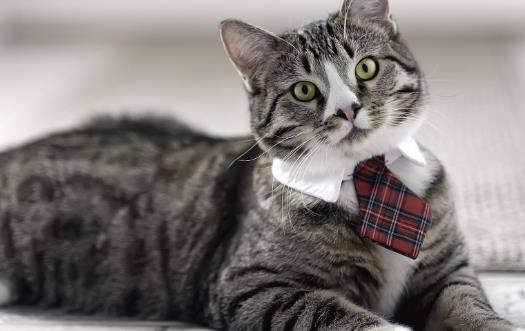 寵物猫咪不喜歡喝水不一定是病這六種方法拯救你