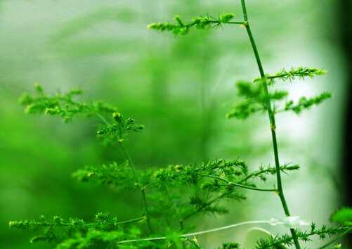 文竹葉子發黃怎麼辦-文竹怎麼養?