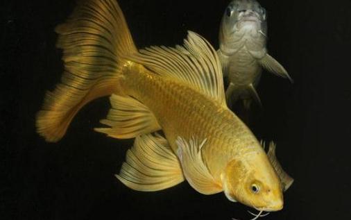 黃金錦鯉的簡介-如何飼養黃金錦鯉？