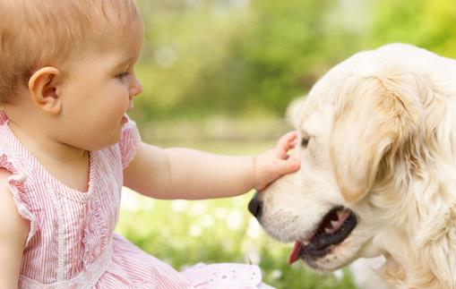 上班族照顧自己的狗狗寶貝妙招上班族養狗知識匯總
