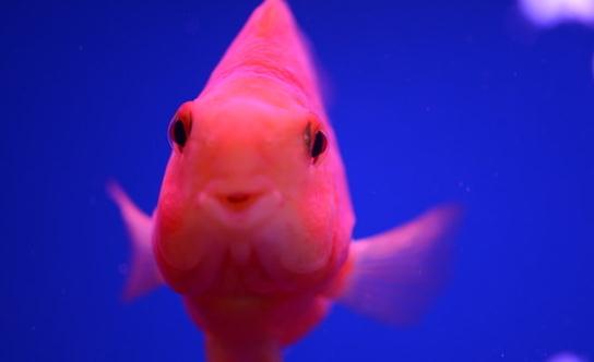 鸚鵡魚怎麼養？鸚鵡魚常見病有哪些？