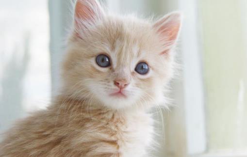 遛猫也需要遵守這些規則牽繩和封閉活動空間一個都不能少