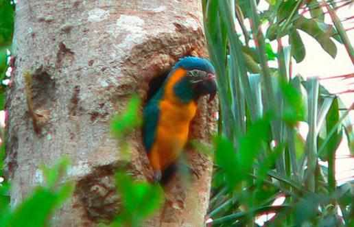 藍喉金剛鸚鵡是什麼？藍喉金剛鸚鵡的產地