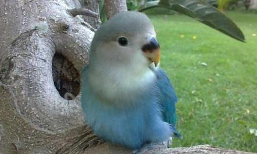 太平洋鸚鵡的產地太平洋鸚鵡的簡介