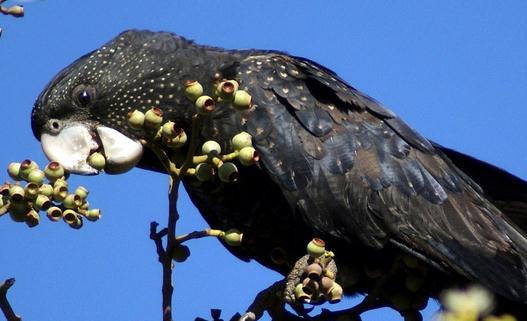 暗色鸚鵡的價格暗色鸚鵡的簡介