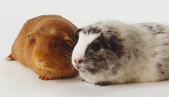 秘魯緞毛天竺鼠怎麼養？秘魯緞毛天竺鼠生活環境